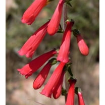 150 Eatons RED FIRECRACKER PENSTEMON Eatonii Native Hummingbird Flower Seeds