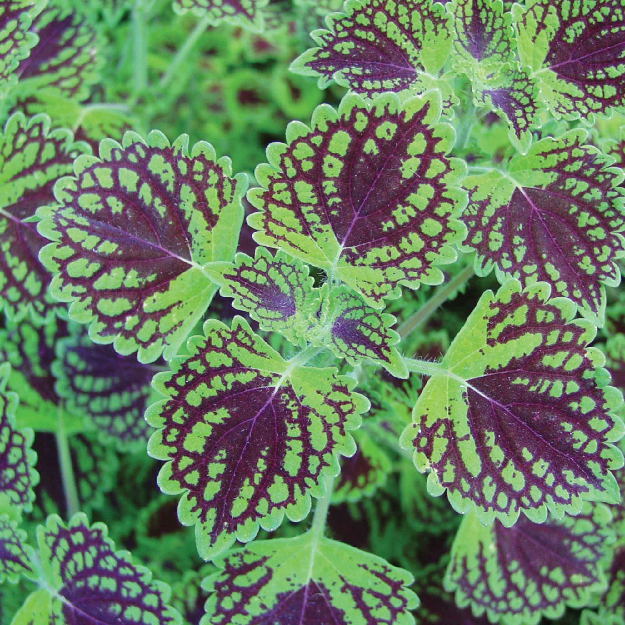 Proven Winners 4" Multicolor ColorBlaze Chocolate Drop Coleus Live Plant in 4.25" Pot (4 Count)