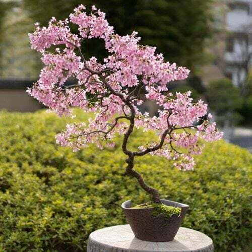 Bonsai Cherry Blossom Tree Seeds 10 Seeds Excellent Bonsai Specimen