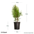 thumbnail image 2 of Expert Gardener Green Giant Arborvitae (2.5 Quart) Fast Growing Evergreen Thuja Tree - Full Sun Live Outdoor Plant, 2 of 6