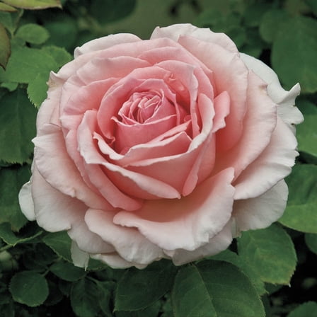 Spring Hill Nurseries Pearly Gates Climbing Rose Plant Bulbs, Large Pastel Pink Flowers
