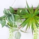 thumbnail image 4 of Plantas colgantes Bearachild Decorativas Cadena verde para interiores y exteriores, 4 of 6