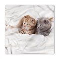 thumbnail image 1 of Animal Bandana, Scottish Fold Kittens, Unisex Head and Neck Tie, by Ambesonne, 1 of 2