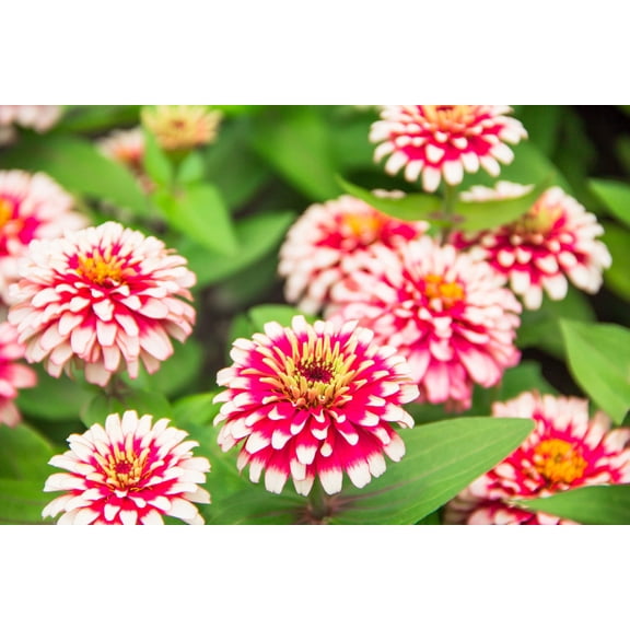 100 ICE QUEEN ZINNIA Elegans Bicolor Double Pink Red White Flower Seeds