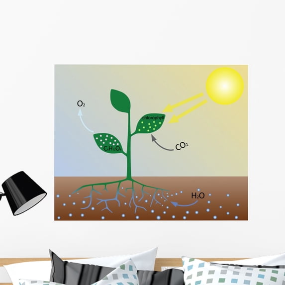 Photosynthesis Scheme Wall Mural by Wallmonkeys Peel and Stick Graphic (36 in W x 29 in H) WM171638