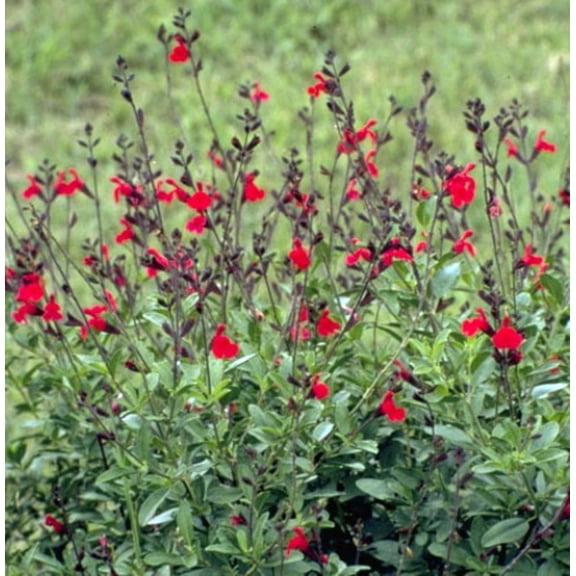 Autumn Cherry Chief Sage - Salvia greggii - 3" Pot - Live Plant