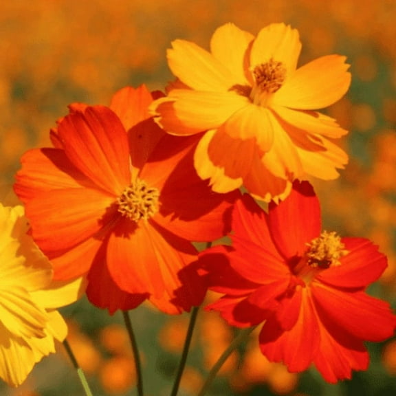 TomorrowSeeds - Bright Lights Mix Sulphur Cosmos Seeds - 6000  Count - For 2026 Planting Red,