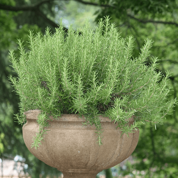 Live Rosemary Plant, Blue Purple Rosemary Herb Plants, 4-8'' Tall Potted Plant, Indoor Outdoor Growing