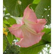Angels Trumpet Live Tropical Plant Large Fragrant Pink Flowers Starter 4 inch pot