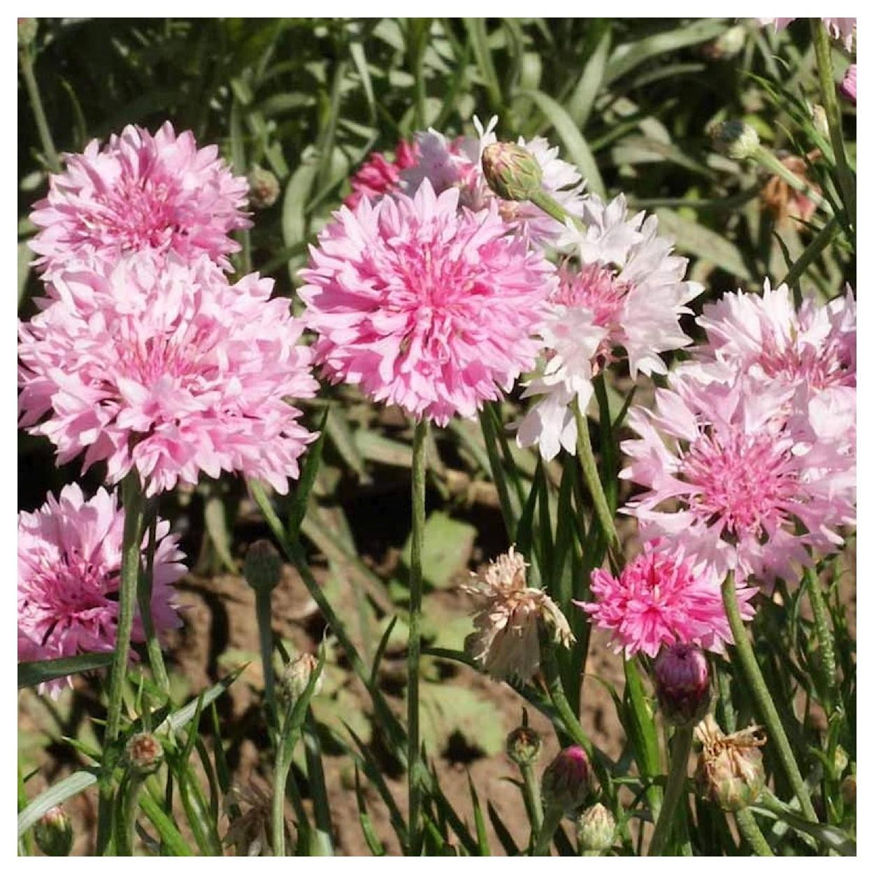 Everwilde Farms - 1 lb Tall Pink Bachelor Button Cornflower Garden Flower Seeds - Gold Vault Bulk Seed Packet