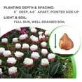 thumbnail image 6 of Double Scoop Ice Cream Tulips, 6 Bulbs - Red & White Flowers - Attracts Bees & Butterflies - Spring Blooming, Easy to Grow & Maintain, 6 of 6