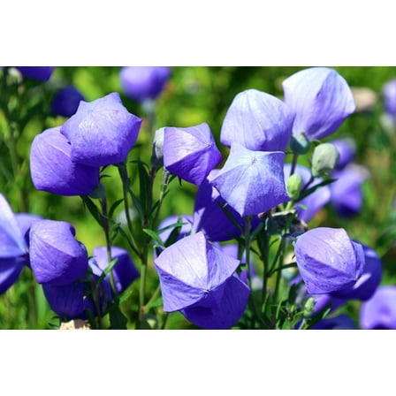 50 Balloon Flower Seeds Seeds