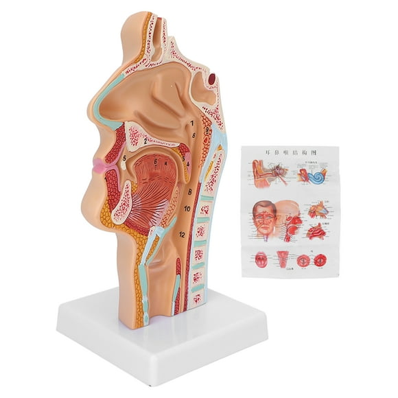 Oubit Anatomical Model,Human Nasal Oral Cavity Nasal Cavity Throat Anatomy Medicine Model Seamless Integration