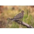 thumbnail image 2 of Grall, Don 14x11 Black Ornate Wood Framed with Double Matting Museum Art Print Titled - Colorado, Woodland Park Mourning dove on branch, 2 of 4