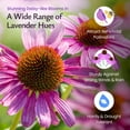 thumbnail image 5 of Purple Coneflower Seeds, 3,800 Perennial Flower Seeds, Deer-Resistant Perennial Wildflower Seeds - Created By Nature, 5 of 6