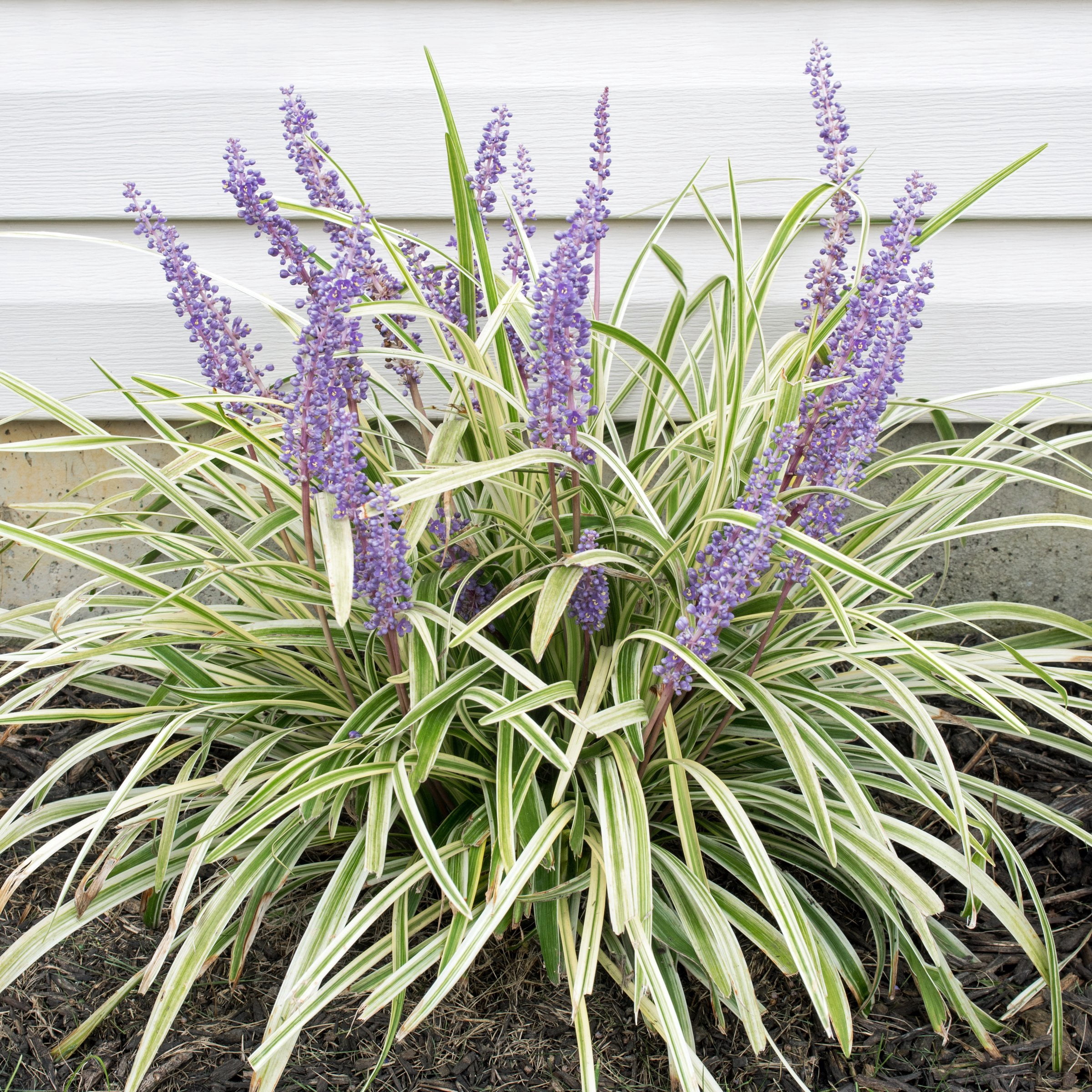 National Plant Network 4 in. Liriope Aztec Grass (16-Pack)