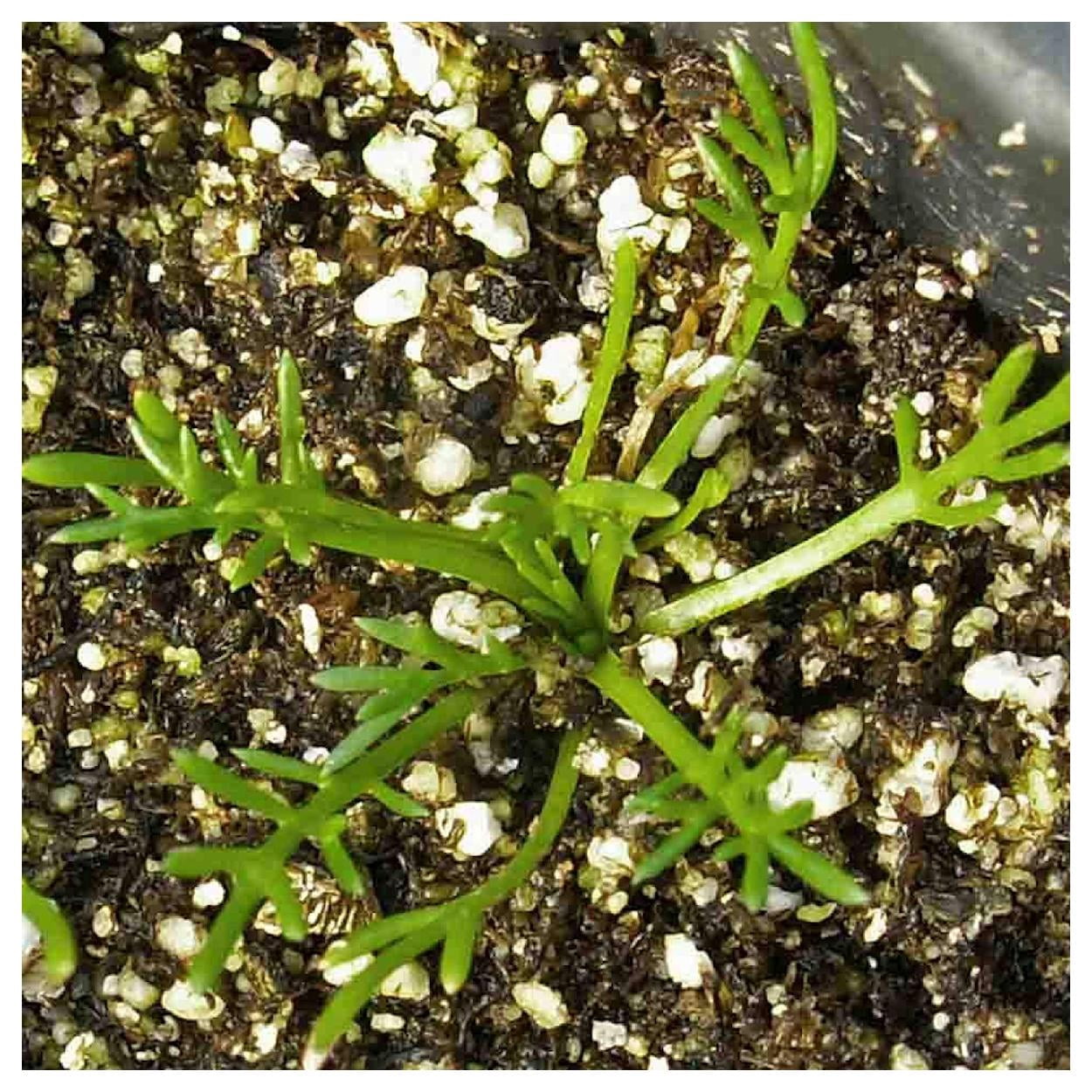 Everwilde Farms - 1 lb Roman Chamomile Garden Flower Seeds - Gold Vault Bulk Seed Packet