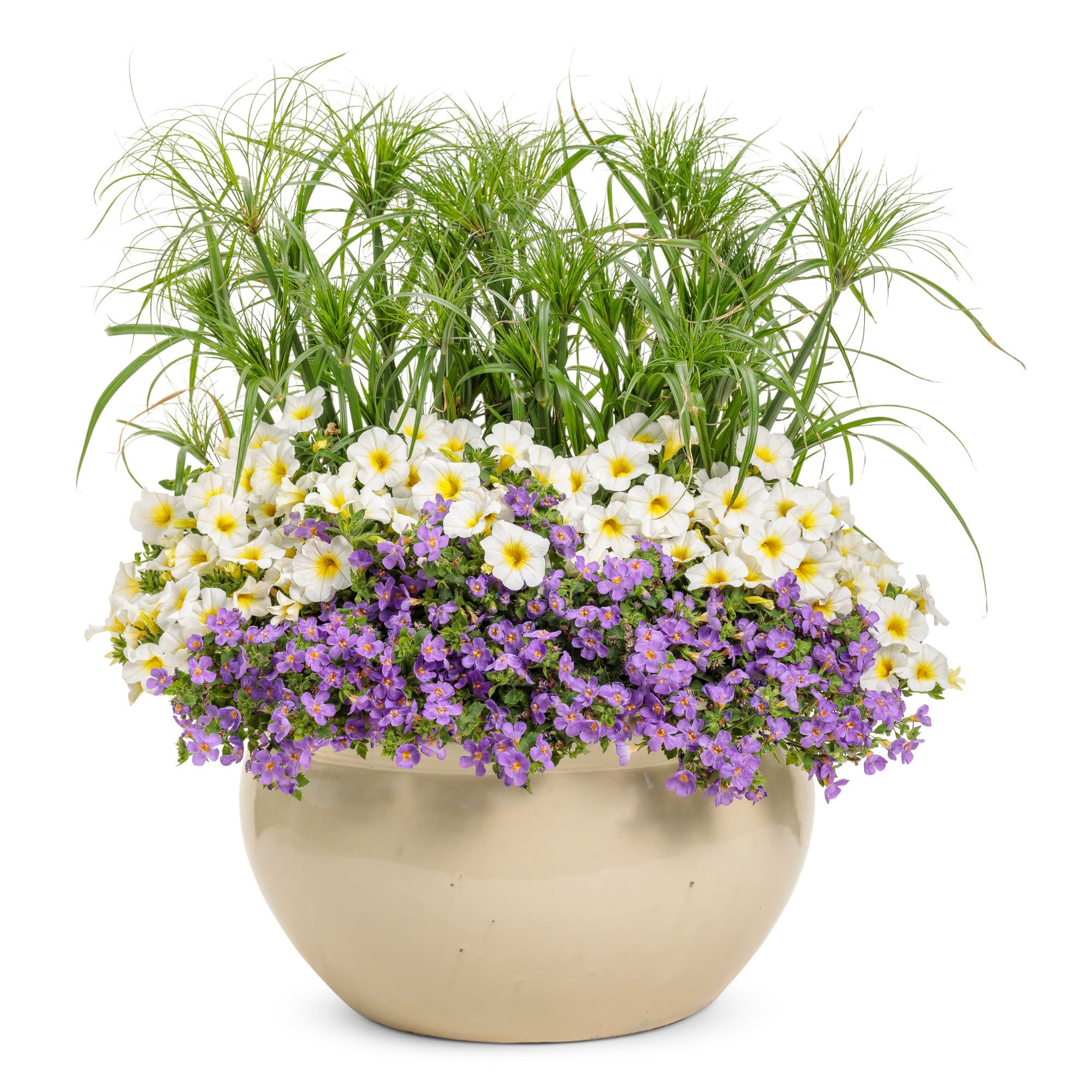 Proven Winners 4" Snowstorm Blue Bacopa Live Plant in 4.25" Pot (4 Count)