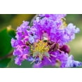 thumbnail image 2 of 35 LILAC Light Purple CREPE MYRTLE Lagerstroemia Indica Flowering Shrub Bush Small Tree Seeds, 2 of 11