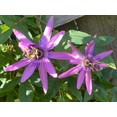 thumbnail image 3 of Passiflora Lady Lavender Live Plant, Purple Flower Plant Passion Flower Vine Plant for Garden 4 to 6 Inc Tall, 3 of 6