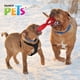 thumbnail image 3 of Juguete Eslabón Doble Chew Flotante P/Perro Rojo Fancy Pets Fancy Pets FL8783, 3 of 3