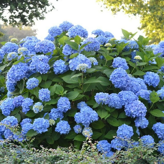 Original Endless Summer Hydrangea Live Plant 12-18" in Height in #3 Container