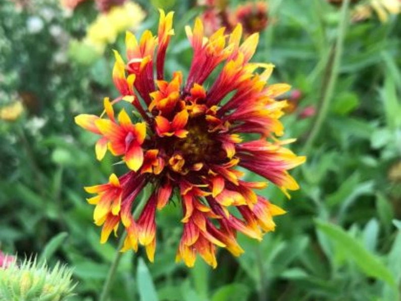 20 Seeds Gaillardia Pulchella Lorenziana Blanket Flower Indian Blanket Wildflower Pollinator Friendly Gardening Essentials
