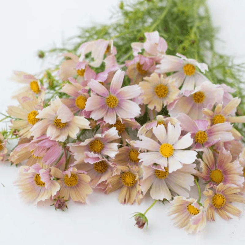 50 Pink Apricot Lemonade Cosmos Seeds