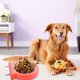 thumbnail image 5 of Jaula para perros Rose (L) con comedero colgante de acero inoxidable extraíble y cuenco pequeño para comida de perros, gatos, conejos y pájaros. Artículos para mascotas Green., 5 of 5