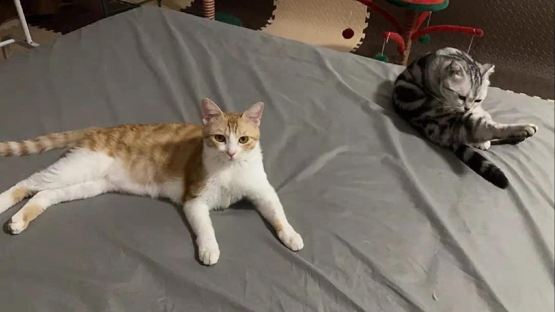 Waterproof Bed Sheet