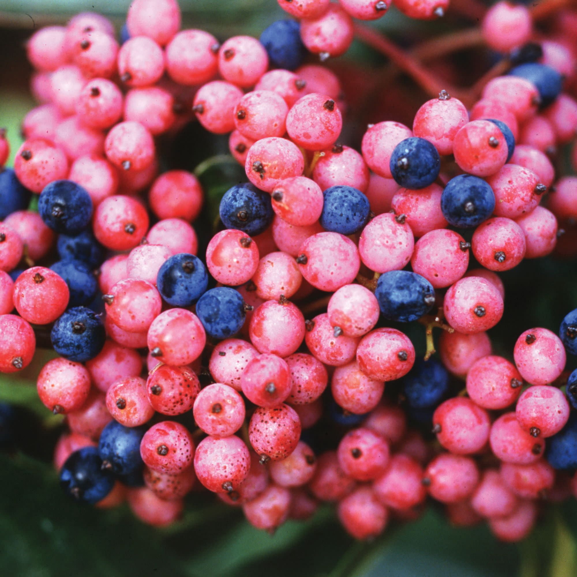 Proven Winners ColorChoice 5" Brandywine Viburnum Live Plant in 4.5" Pot (4 Count)