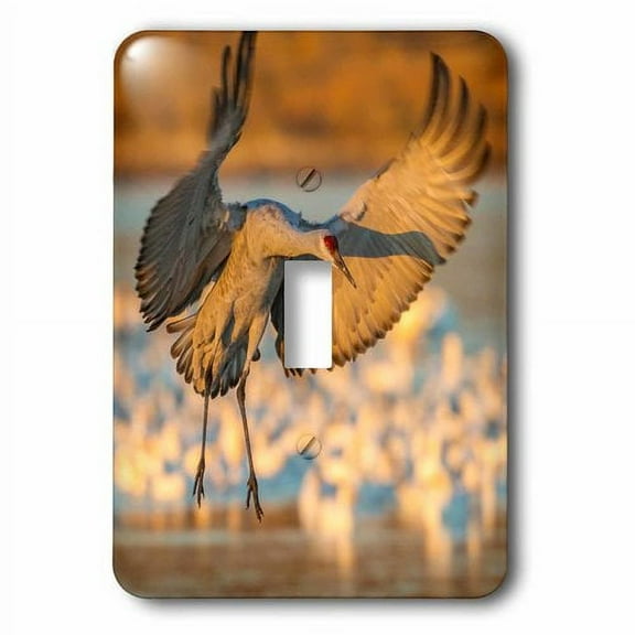 3dRose, New Mexico, Bosque Del Apache NWR. Sandhill crane landing., single toggle switch