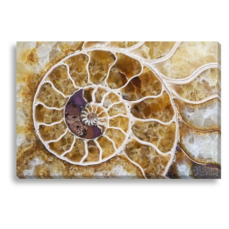 New Era Ammonite Indoor/Outdoor Canvas Print