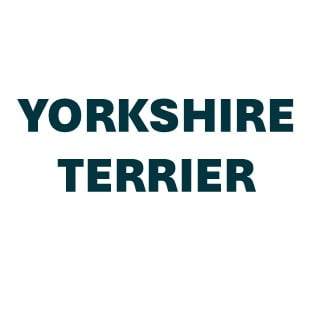Yorkshire Terrier Pill Butter