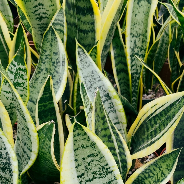 spider plant scientific name Chlorophytum 'Vittatum' Spider Plant