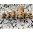 thumbnail image 4 of Capibara articulado 3D Truly Amazing Things, 4 of 8