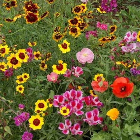Pollinator Mix - Western - 2 g - Sows ~25 Sq. Ft. - Non-GMO, Open Pollinated - Annuals & Perennials - Mix of Wildflower & Flower Seeds Ideal For the Western USA