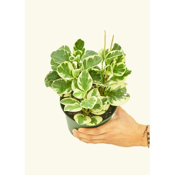 Variegated Baby Rubber Plant