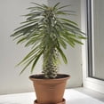thumbnail image 4 of Gardenera Labs Premium Madagascar Palm Potting Mix - Crafted for Thriving Growth and Unique Elegance - 1 Quart, 4 of 4