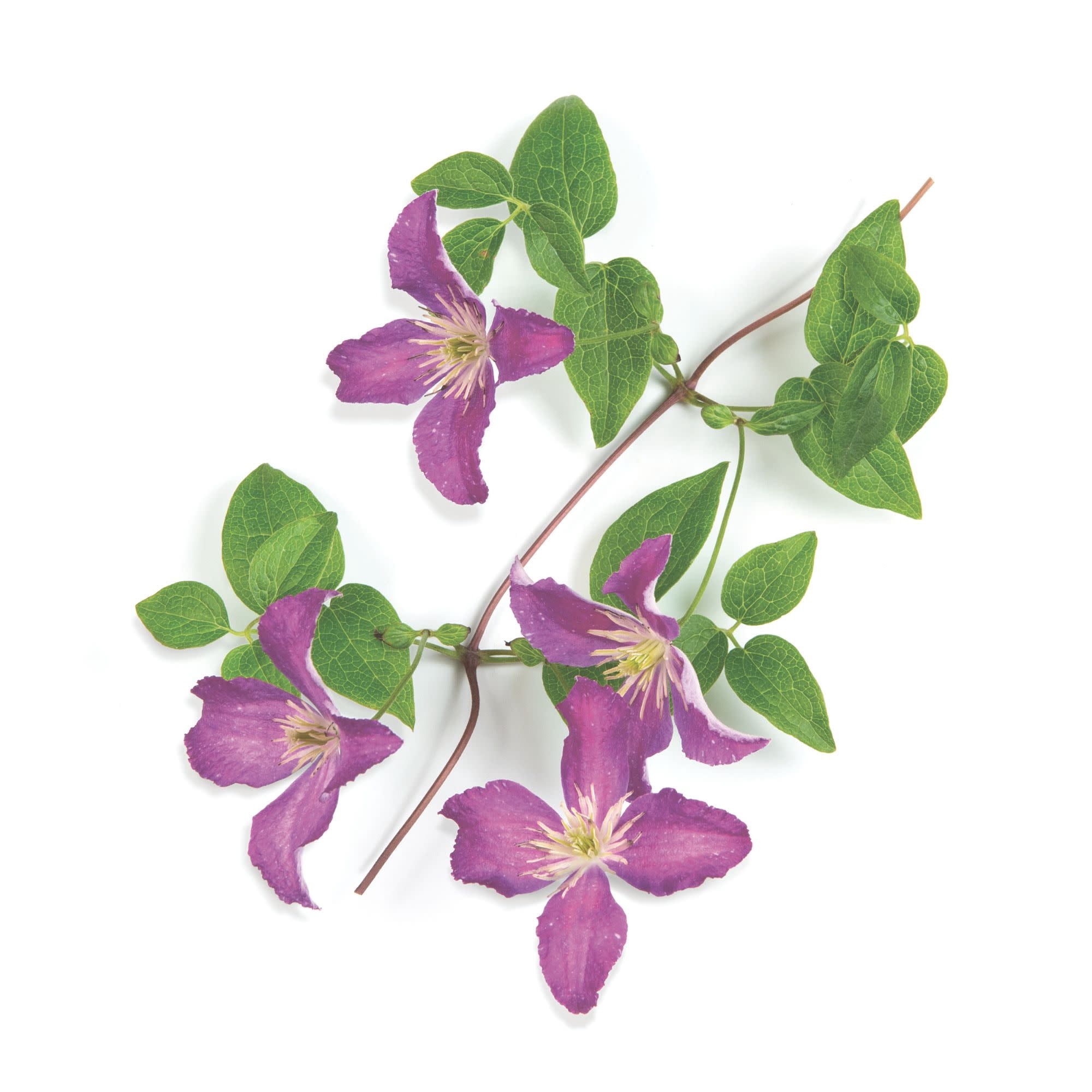 Proven Winners ColorChoice 5" Purple Jolly Good Clematis Live Plant in 4.5" Pot (4 Count)