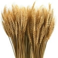 thumbnail image 2 of ATJIA 25 Stems 19.69 Inch Dried Wheat Sheaves, Natural Wheat Stalks Bundle Fall Arrangement for DIY Craft, Home Table, Wedding, Indoor, 2 of 11