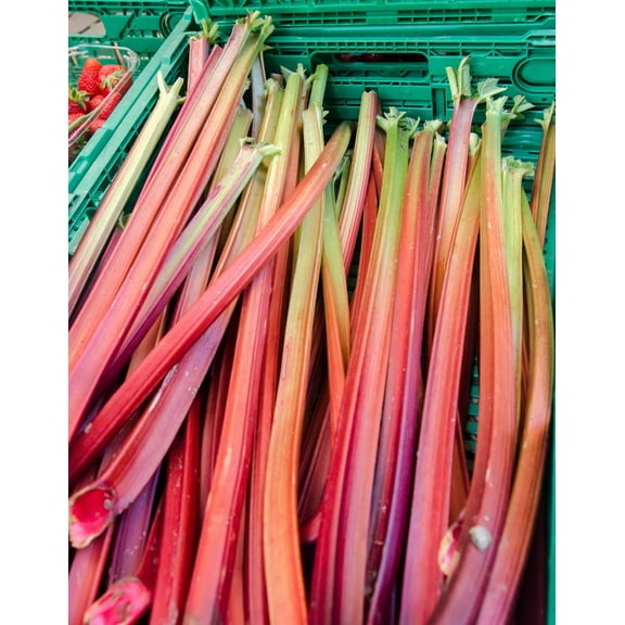 500 Seeds Organic REDVENTURE CELERY Apium Graveolens Herb Vegetable Red Stalk e