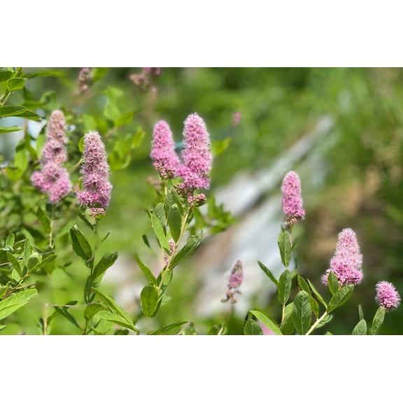 50 Pink STEEPLEBUSH Hardhack Meadow Sweet Spirea Spiraea Tomentosa Shrub Flower Seeds