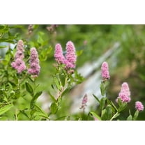 50 Pink STEEPLEBUSH Hardhack Meadow Sweet Spirea Spiraea Tomentosa Shrub Flower Seeds