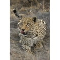 thumbnail image 2 of Zuckerman, Jim 13x18 Gold Ornate Wood Framed with Double Matting Museum Art Print Titled - South Africa, Crouching leopard, 2 of 4