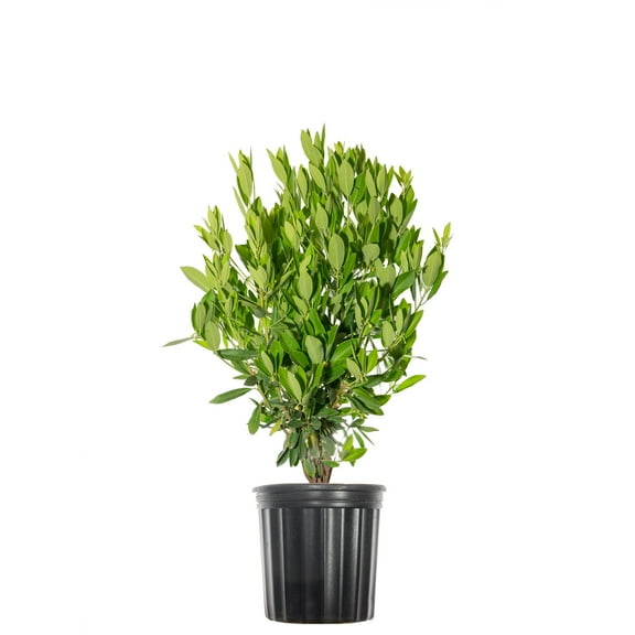 Ocala Anise in 3 Gal. Grower's Pot - Licorice Scented Privacy Hedges