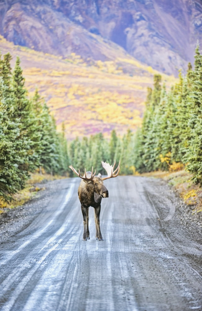 A bull moose stands in the middle of Denali Park Road in Denali National Park and Preserve with the mountains in the background in autumn Alaska United States of America Canvas Art - Ed Bennett Desig