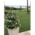 thumbnail image 3 of Nature's Way Farms Jasmine Asian Snow Live Plant (25-30 in. Tall) in Grower Pot, 3 of 4