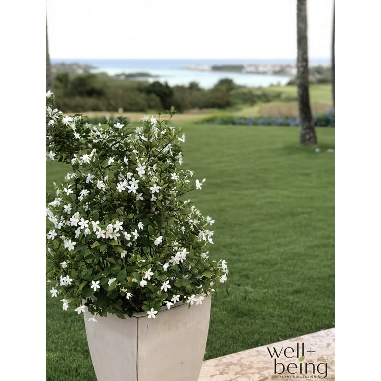 Nature's Way Farms Jasmine Asian Snow Live Plant (25-30 in. Tall) in Grower Pot