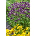 thumbnail image 4 of Neon Purple Flowering Bee Balm Dormant Bare Root Perennial Starter Plant, One Plant per Offer, 4 of 5